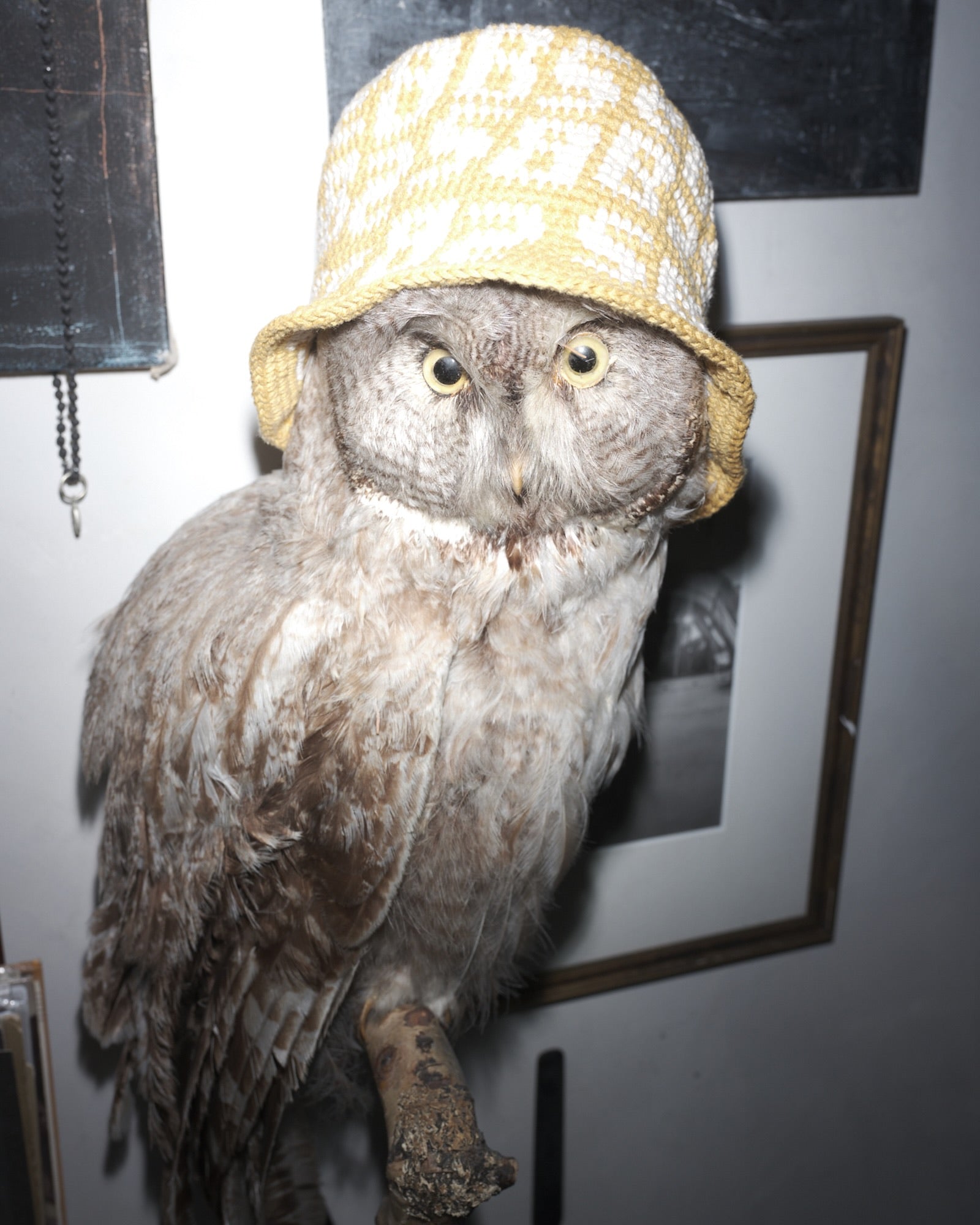 Owl wearing a V-brani x Bum Society crochet bucket hat in yellow with a plain background